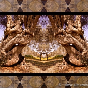 Photographic Art and Design of Olive Wood 3