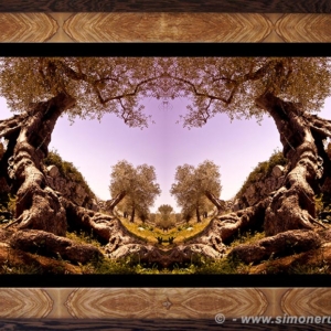 Photographic Art and Design of Olive Wood 4