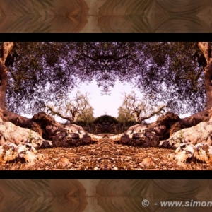 Photographic Art and Design of Olive Wood 6
