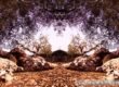 Photographic Art "Olive trees of Salento" 8