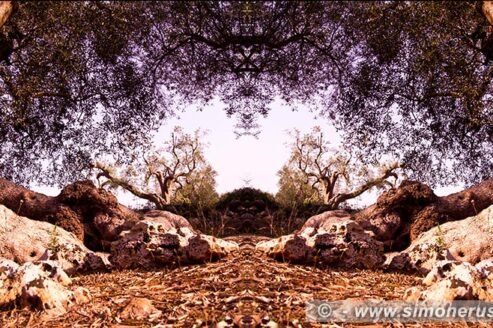 Photographic Art "Olive trees of Salento" 8