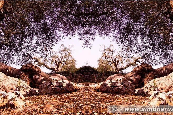 Photographic Art "Olive trees of Salento" 8